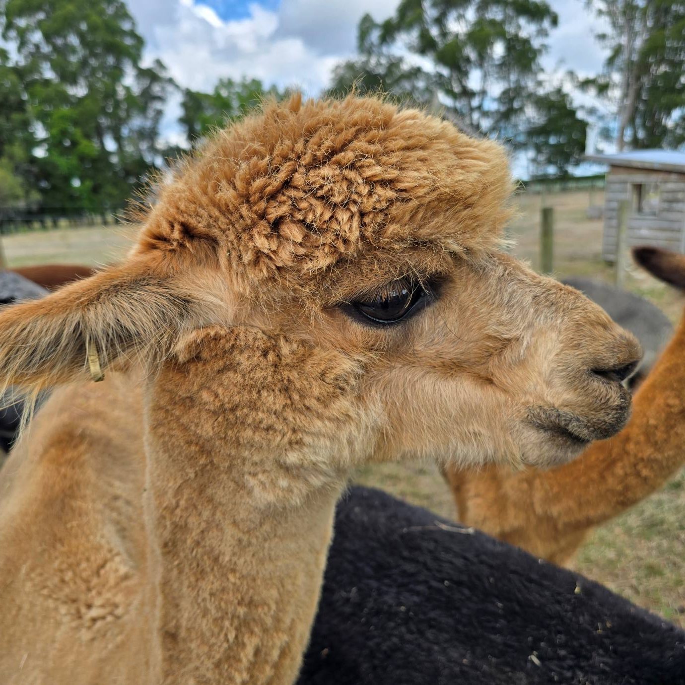 Happy Place with Alpacas