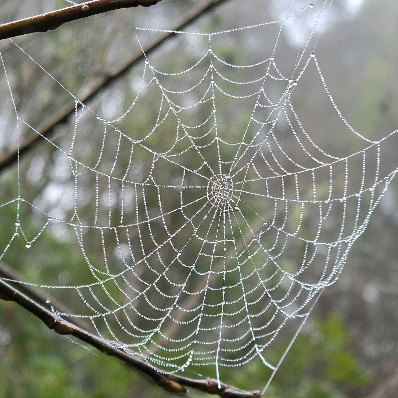 Lacey Doilies – aka Spider’s Web