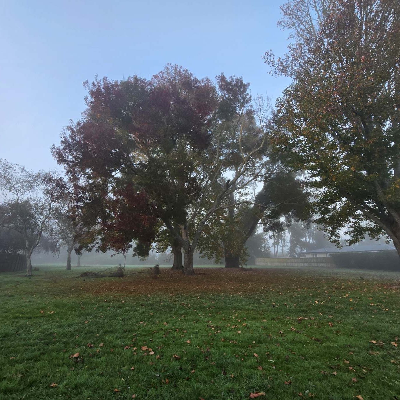 It’s a “Pea Soup” morning