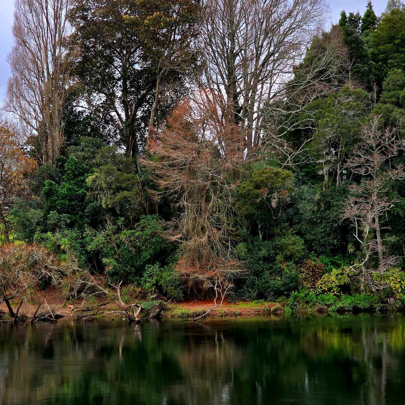 AUTUMNAL TREES NOW WINTER TREES