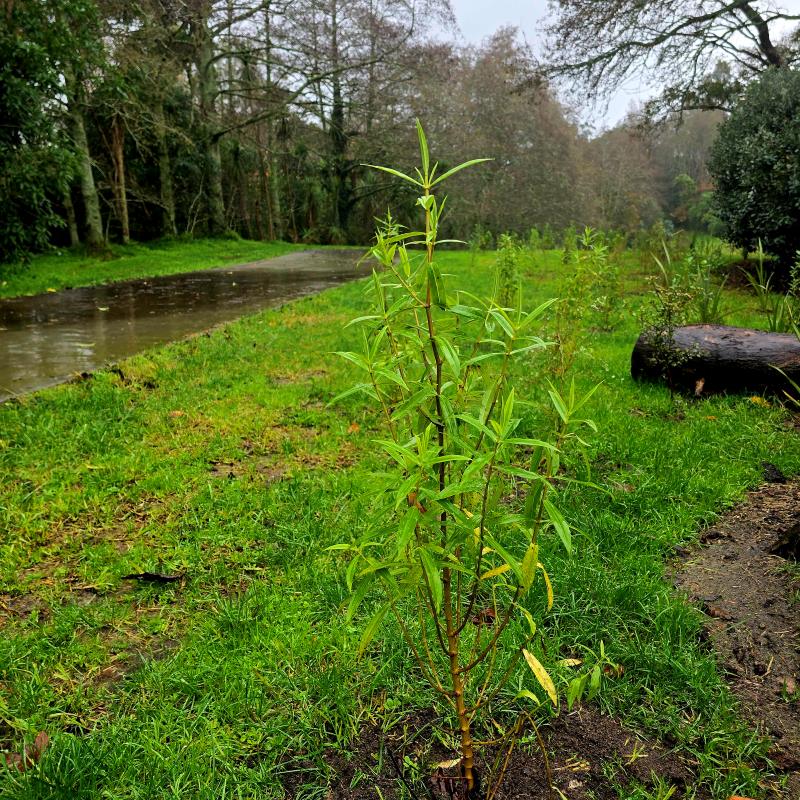 Walking 1,400 Days: Rainy Adventures and New Plantings