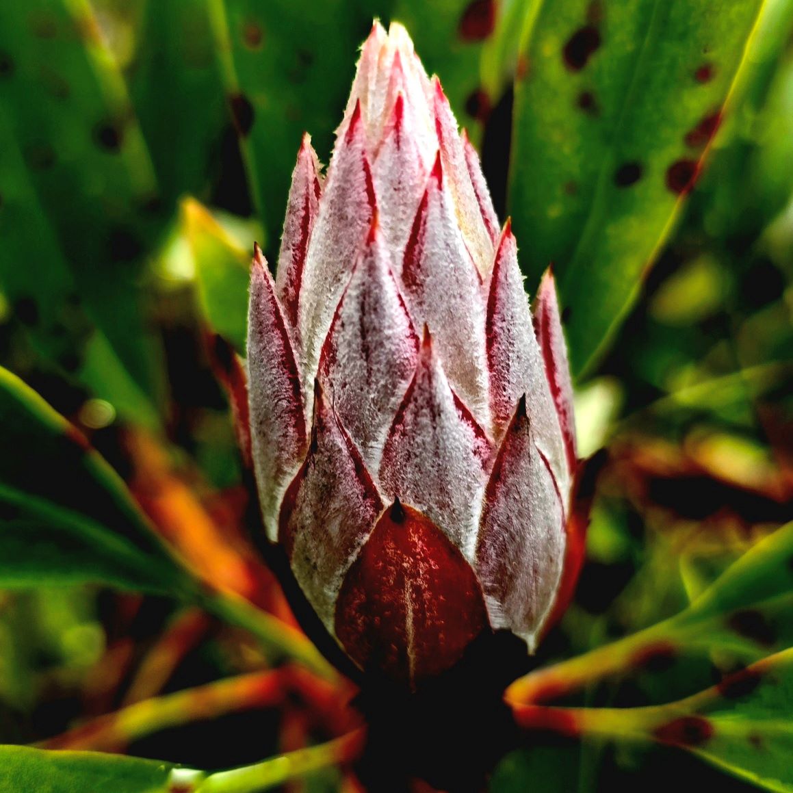 12 REPEATS = 1,004 STEPS – EVEN IN THE RAIN